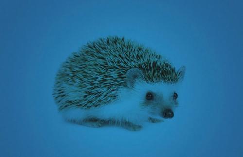 Как сделать ёжика из пластиковой бутылки и шишек: простая поделка своими руками 22 Как сделать ёжика из пластиковой бутылки и шишек: простая поделка своими руками 22