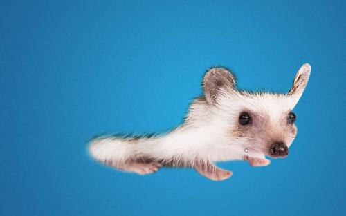 Как сделать ёжика из пластиковой бутылки и шишек: простая поделка своими руками 24 Как сделать ёжика из пластиковой бутылки и шишек: простая поделка своими руками 24