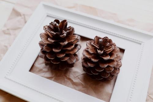 Как подготовить шишки для поделки. Советы по сбору, обработке и хранению шишек