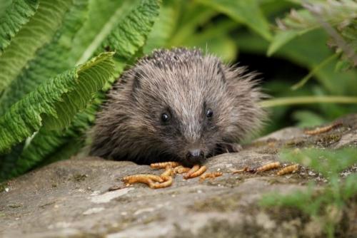 Сколько времени обычно уходит на создание ежика. Образ жизни и еда