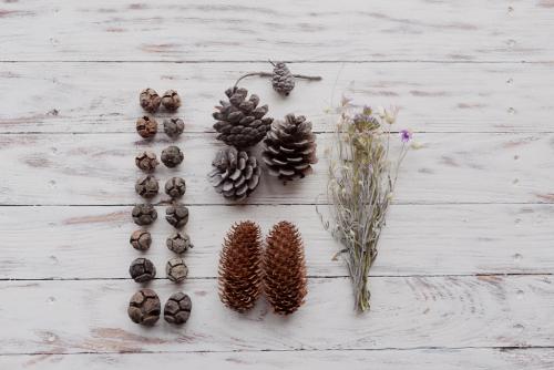 Как подготовить шишки для поделки. Советы по сбору, обработке и хранению шишек