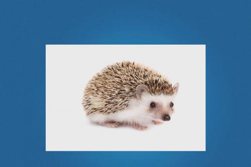 Как сделать ежика своими руками из пластиковых бутылок: пошаговая инструкция 26 Как сделать ежика своими руками из пластиковых бутылок: пошаговая инструкция 26