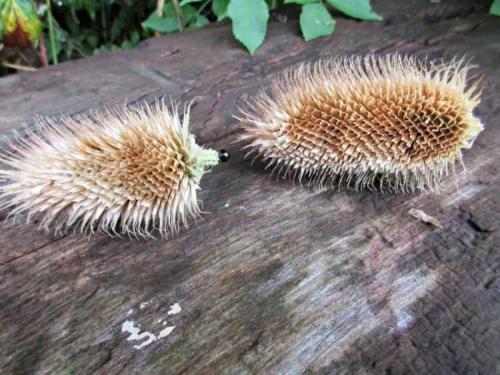 Какие дополнительные детали можно добавить к ежику. Ёжик из шишек