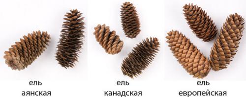 Ежик из пластиковой бутылки своими руками. Как сделать ежика из шишки: различные варианты поделки