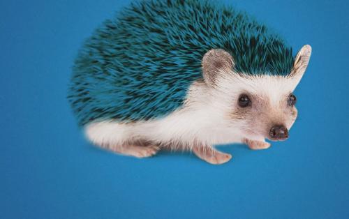 Как сделать ежика своими руками из пластиковых бутылок: пошаговая инструкция 28 Как сделать ежика своими руками из пластиковых бутылок: пошаговая инструкция 28