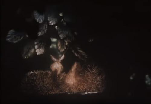 Из 5 литровой бутылки ежик. Настоящий смысл мультфильма Ёжик в Тумане