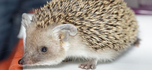 Можно ли изменить внешний вид ежика. Виды ежей для домашнего содержания