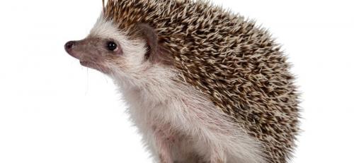 Можно ли изменить внешний вид ежика. Виды ежей для домашнего содержания