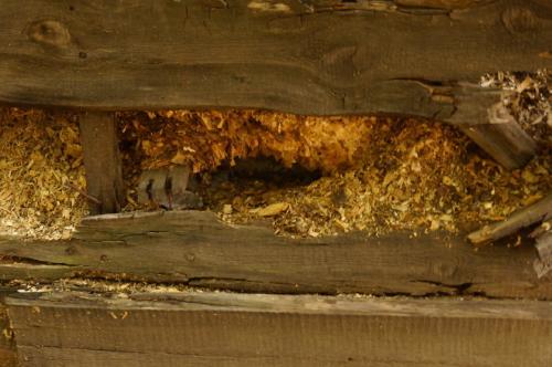 Какие ошибки чаще всего допускаются новичками при сборке стен из бруса. На чем лучше не экономить?