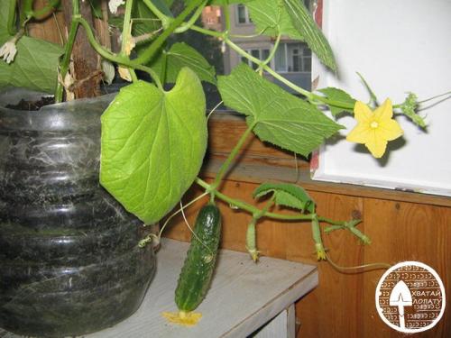 Огород на балконе в пластиковых бутылках. Огурцы на балконе – выращивание в пластиковых бутылках