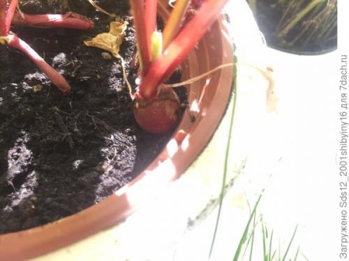 Миниатюрный Сад на подоконнике. Минисад на подоконнике