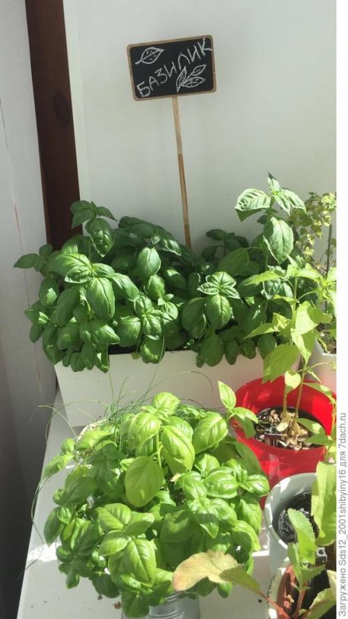 Миниатюрный Сад на подоконнике. Минисад на подоконнике