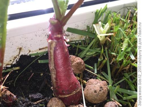 Миниатюрный Сад на подоконнике. Минисад на подоконнике