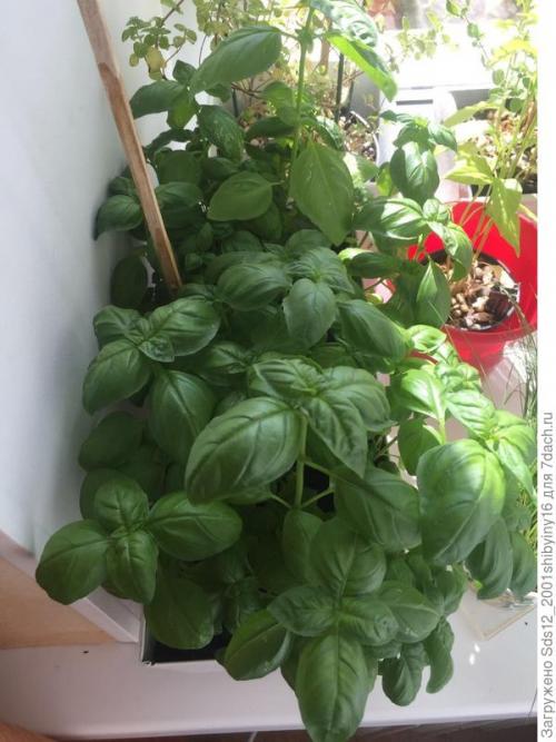 Миниатюрный Сад на подоконнике. Минисад на подоконнике