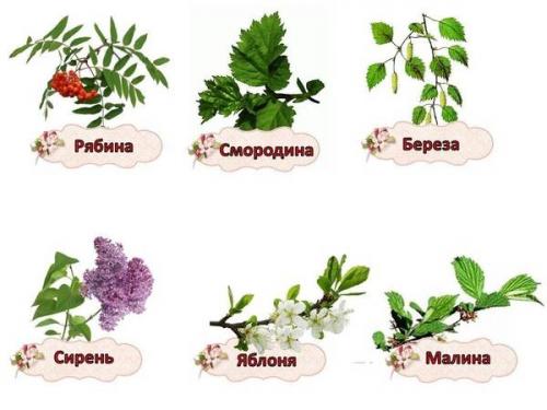 Огород на подоконнике в детском саду шаблоны. Карточки - бирки «Огород на подоконнике» материал