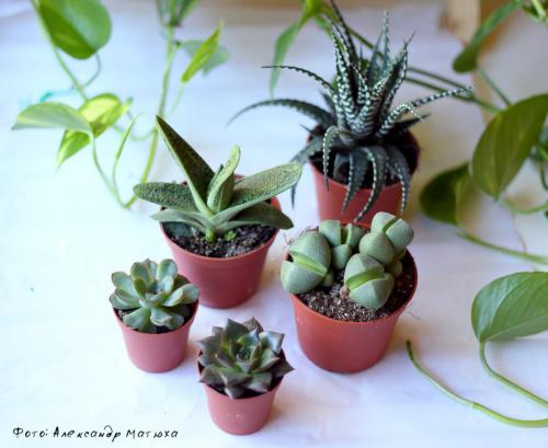 Суккуленты в прозрачных горшках. Мастер-класс по наполнению флорариума от цветовода – Александра Матюхи