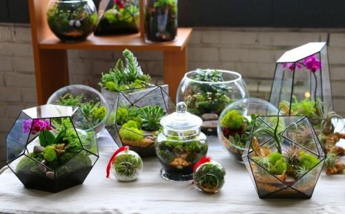 Сад из суккулентов на подоконнике. Что представляет собой флорариум с суккулентами 07