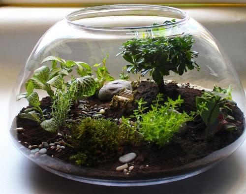 Сад из суккулентов на подоконнике. Что представляет собой флорариум с суккулентами 09