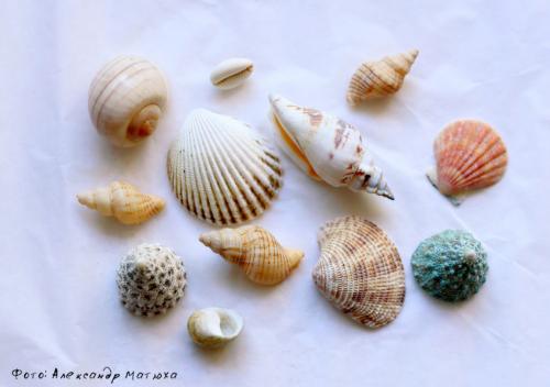 Суккуленты в прозрачных горшках. Мастер-класс по наполнению флорариума от цветовода – Александра Матюхи