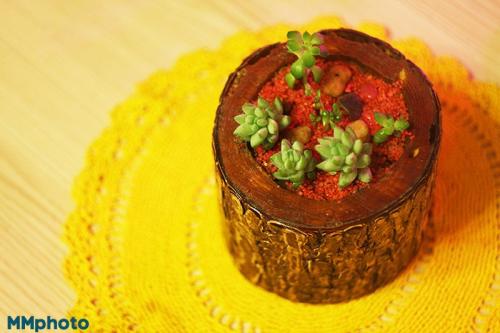 Мини-сад из суккулентов своими руками. Выбор емкости