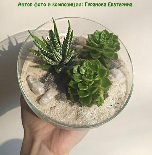 Мини-сад из суккулентов своими руками. Выбор емкости
