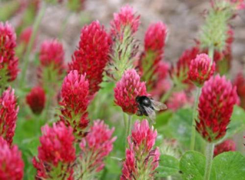 Лучший газон для ленивых. Виды газонов и их назначения 01