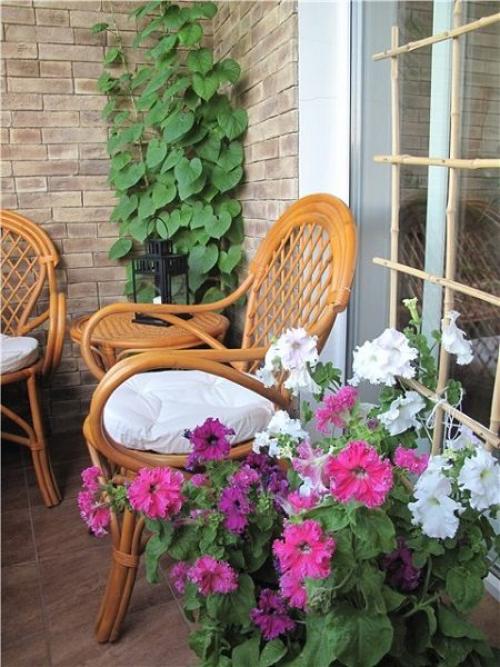 Как обустроить мини-сад на балконе. С чего начать обустраивать сад на балконе дома 01