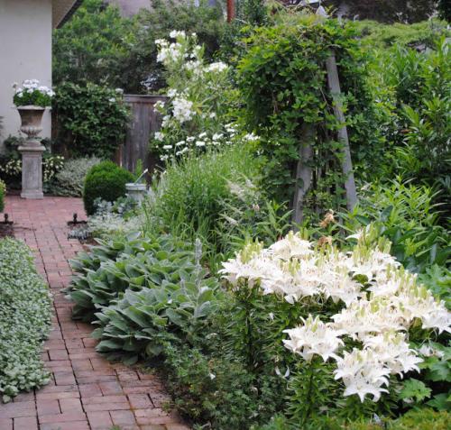 Красивые клумбы из многолетников. Подбор растений 10