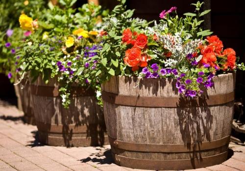 Современные клумбы. Самые красивые схемы клумб из многолетних цветов и кустарников