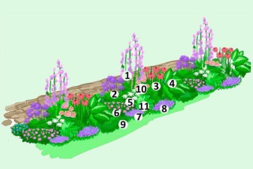 Клумба непрерывного цветения схемы клумб Для начинающих. Схемы клумб непрерывного цветения Для сада