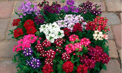 Солнцелюбивые кустарники. Что посадить на солнечную сторону, какой кустарники. Цветник из солнцелюбивых многолетников