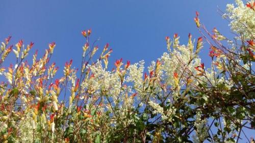 Что посадить на солнцепеке: выносливые растения