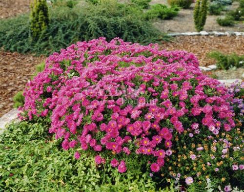 Солнцелюбивые кустарники. Что посадить на солнечную сторону, какой кустарники. Цветник из солнцелюбивых многолетников