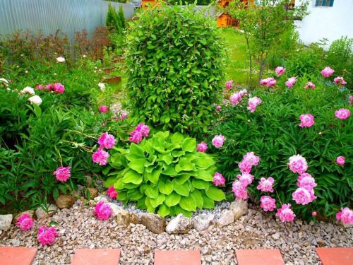 Клумба непрерывного цветения с пионами. Общие правила соседства