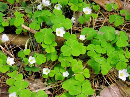 Солнцелюбивые кустарники. Что посадить на солнечную сторону, какой кустарники. Цветник из солнцелюбивых многолетников