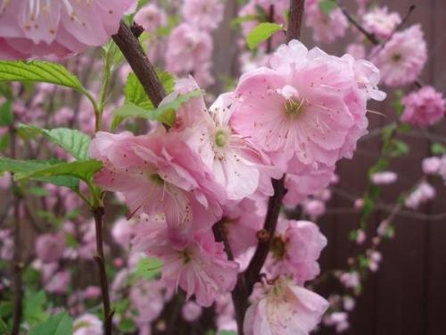 Что посадить на солнцепеке: выносливые растения