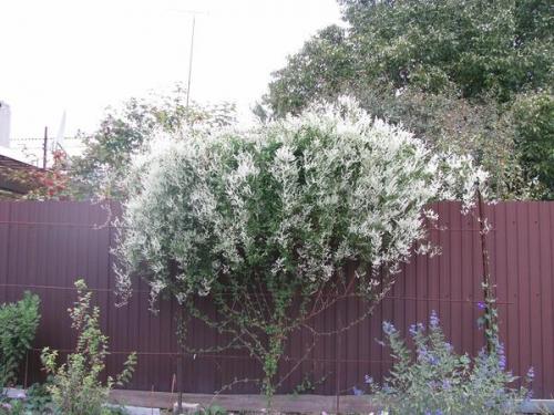 Что посадить на солнцепеке: выносливые растения