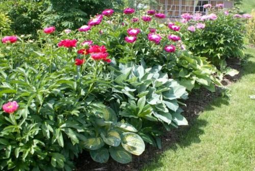 Клумба непрерывного цветения с пионами. Общие правила соседства