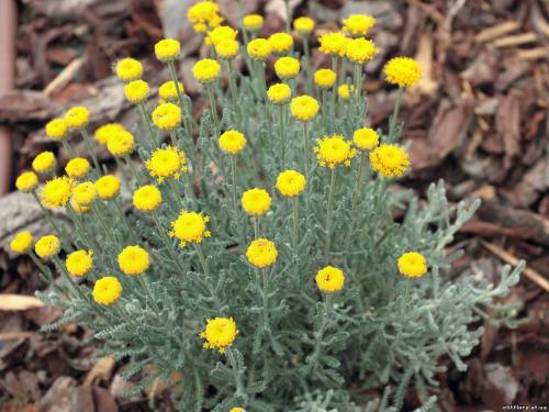 Солнцелюбивые кустарники. Что посадить на солнечную сторону, какой кустарники. Цветник из солнцелюбивых многолетников