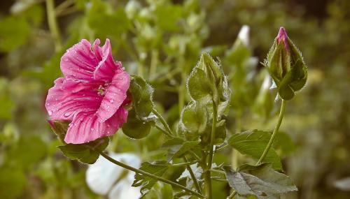 Солнцелюбивые кустарники. Что посадить на солнечную сторону, какой кустарники. Цветник из солнцелюбивых многолетников