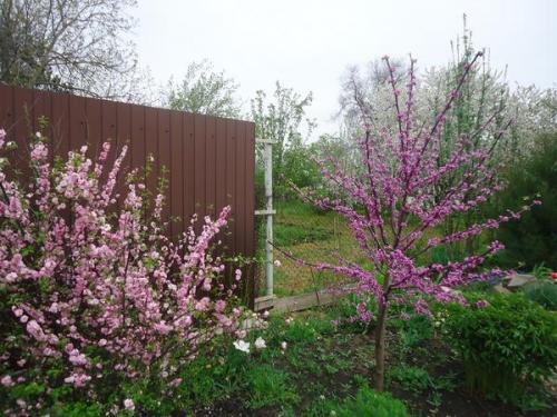 Что посадить на солнцепеке: выносливые растения