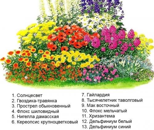 Секреты хорошего цветника на даче. Самые красивые схемы клумб из многолетних цветов и кустарников