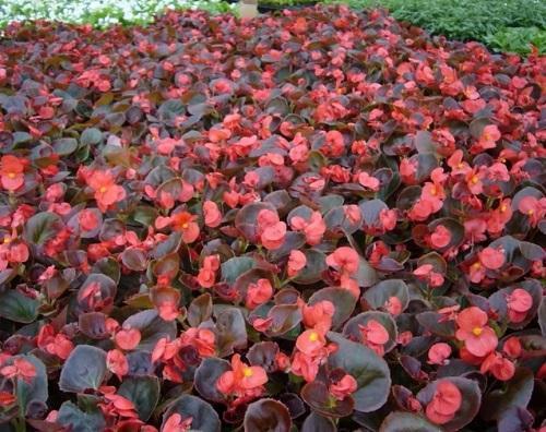 Ковровые цветы для клумбы. В помощь цветоводам: цветы для ковровой клумбы