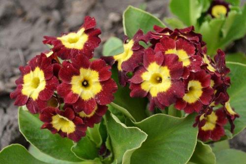 Какие многолетние цветы посадить на клумбе. Многолетние цветы для клумбы