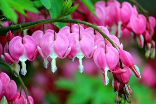 Популярные цветы для сада. Садовые цветы: фото, названия и описания (каталог)