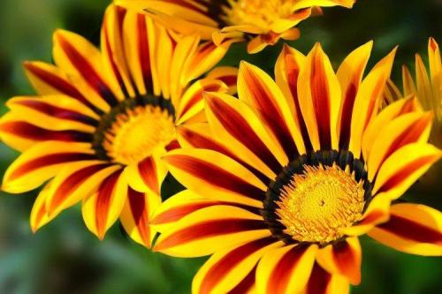 Популярные цветы для сада. Садовые цветы: фото, названия и описания (каталог)