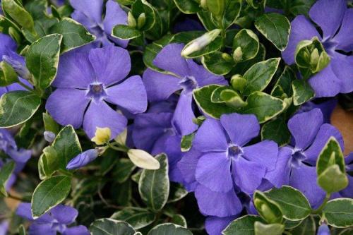 Популярные цветы для сада. Садовые цветы: фото, названия и описания (каталог)