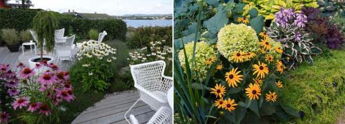 Необычные многолетние цветы для сада. Многолетние цветы для дачи