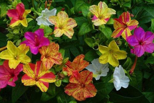 Популярные цветы для сада. Садовые цветы: фото, названия и описания (каталог)