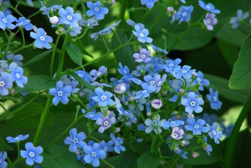 Популярные цветы для сада. Садовые цветы: фото, названия и описания (каталог)